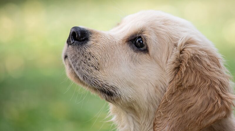 Hundebedarf: Die richtige Ausstattung für glückliche Vierbeiner