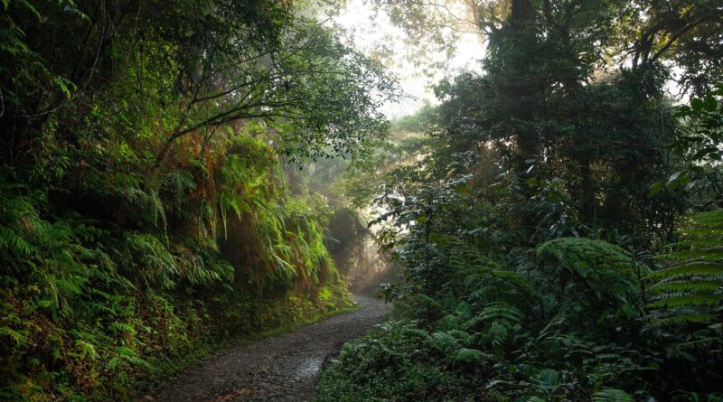 Der Regenwald – ein globales Naturwunder