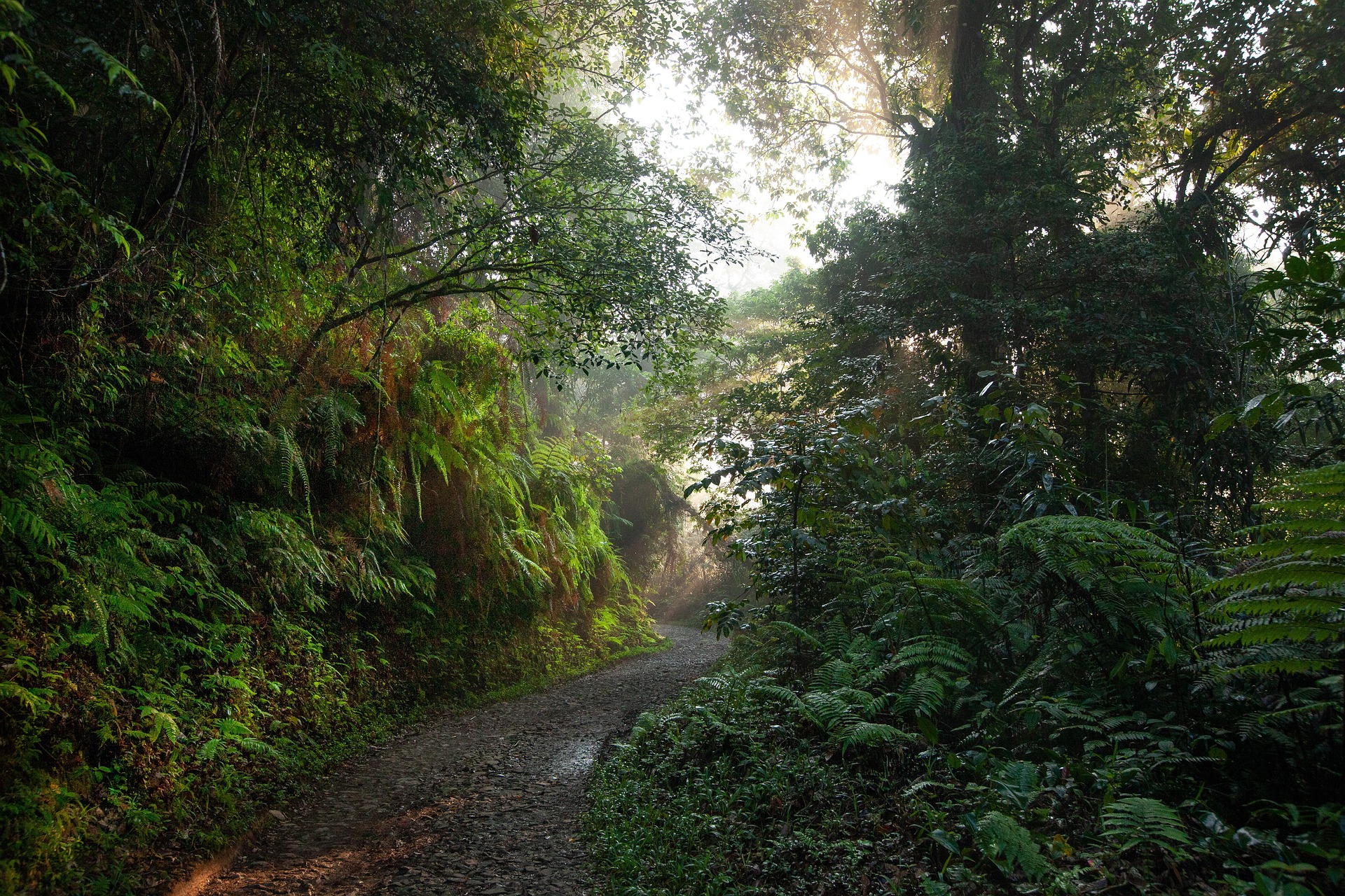 Der Regenwald – ein globales Naturwunder
