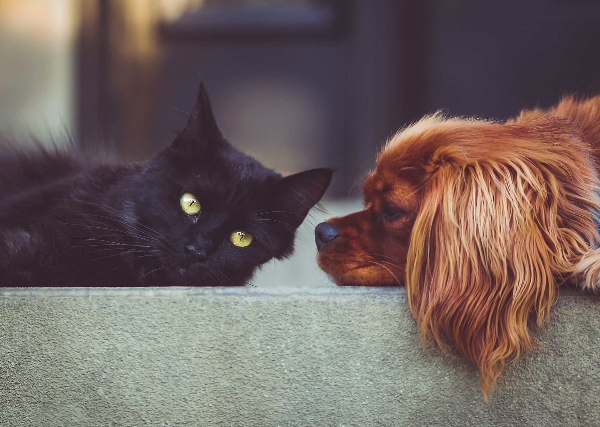 Gemeinsam stark für den Tierschutz